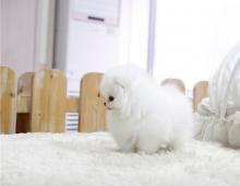Puppies for sale pomeranian spitz - Germany, Halle