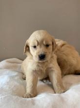 Puppies for sale golden retriever - Germany, Dortmund