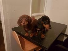 Puppies for sale dachshund - United Kingdom, Belfast. Price 10 €