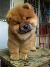 Puppies for sale chow chow - Netherlands, Maastricht. Price 11 €