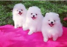 Puppies for sale pomeranian spitz - Ireland, Dublin