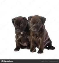 Puppies for sale staffordshire bull terrier - Turkmenistan, Ashgabat