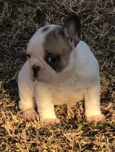 Puppies for sale french bulldog - Latvia, Ogre