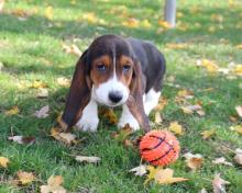 Puppies for sale basset hound - Belgium, Antwerp