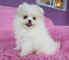 Puppies for sale pomeranian spitz - Estonia, Kohtla-Jarve