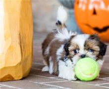 Puppies for sale shih tzu - Lithuania, Pasvalys