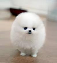 Puppies for sale pomeranian spitz - Ireland, Cork