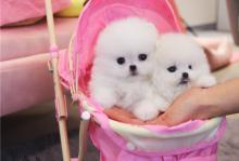 Puppies for sale pomeranian spitz - Netherlands, Amsterdam