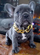Puppies for sale french bulldog - Spain, Santa Cruz de Tenerife