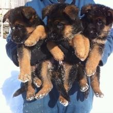 Puppies for sale german shepherd dog - Ireland, Dublin