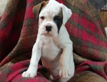 Puppies for sale boxer - Ireland, Cork