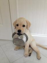 Puppies for sale labrador retriever - Spain, Salamanca