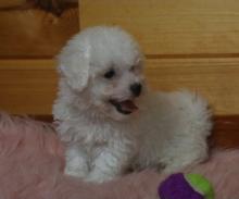 Puppies for sale bichon - Spain, Cordoba