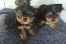 Puppies for sale yorkshire terrier - Portugal, Lisbon