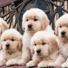 Puppies for sale golden retriever - Ireland, Dublin