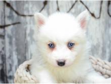 Puppies for sale , pomsky - Luxembourg, Luxembourg