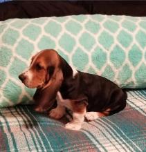 Puppies for sale basset hound - Cyprus, Ayia Napa