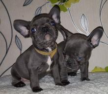 Puppies for sale french bulldog - Ukraine, Ivano-Frankivsk