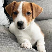 Puppies for sale jack russell terrier - Ukraine, Donetsk