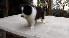 Puppies for sale border collie - Sweden, Mutal