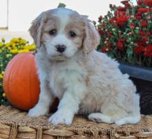 Puppies for sale mixed breed, cavachon - Ireland, Drogheda