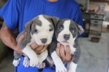 Puppies for sale american pit-bull terrier - Estonia, Pya