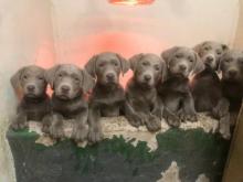 Puppies for sale labrador - United Kingdom, Birmingham. Price 10 €