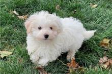 Puppies for sale other breed, havapoo puppies - United Kingdom, Birmingham