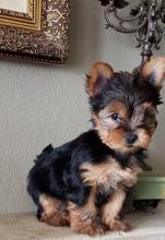 Puppies for sale yorkshire terrier - Hungary, KecskemГ©t