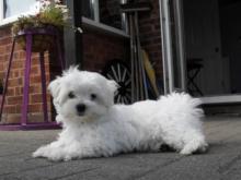 Puppies for sale maltese - United Kingdom, Cambridge. Price 07 €