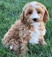 Puppies for sale ,  cockapoo - Ukraine, Donetsk