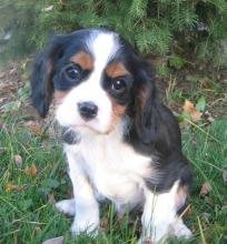 Puppies for sale king charles spaniel - Finland, Helsinki. Price 11 €