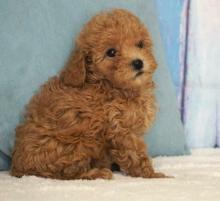 Puppies for sale toy-poodle - Ireland, Cork. Price 11 €
