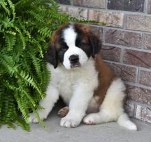 Puppies for sale other breed, saint bernard - Estonia, Narva