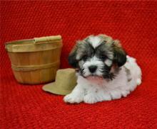 Puppies for sale lhasa apso - Slovakia, Cheb