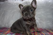 Puppies for sale french bulldog - Germany, Leverkusen