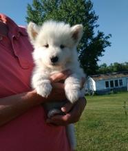 Puppies for sale samoyed dog (samoyed) - Moldova, Bender