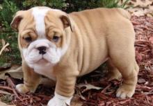 Puppies for sale english bulldog - Czech Republic, Brno. Price 10 $