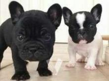 Puppies for sale french bulldog - Poland, Grudenets