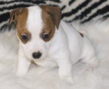 Puppies for sale jack russell terrier - Luxembourg, Luxembourg