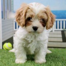 Puppies for sale , cavachon puppies - Georgia, Burn