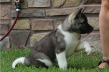 Puppies for sale akita - Uzbekistan, Nukus