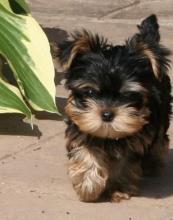 Puppies for sale yorkshire terrier - Ireland, Cork. Price 11 €