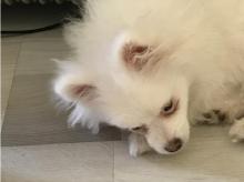 Puppies for sale pomeranian spitz - Estonia, Sillamyae