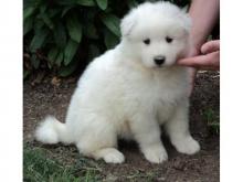 Puppies for sale samoyed dog (samoyed) - Finland, Helsinki. Price 11 €