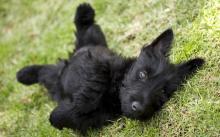 Puppies for sale scotch-terrier - Ireland, Cork. Price 10 €