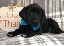 Puppies for sale labrador retriever - Ireland, Cork
