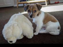 Puppies for sale jack russell terrier - Germany, Weimar