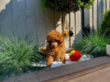 Puppies for sale toy-poodle - Lithuania, Vilnius. Price 5 €