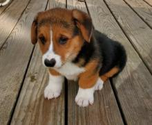 Puppies for sale , welsh corgi pembroke - Italy, Rome